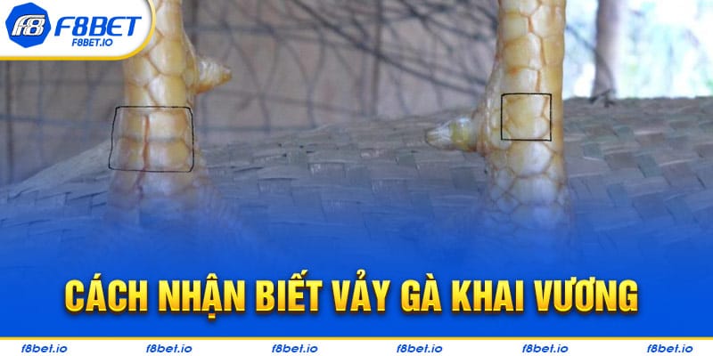 Cách nhận biết vảy gà khai vương chuẩn cho kê thủ 
