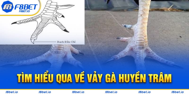 Tìm hiểu chi tiết về loại vảy gà huyền trâm