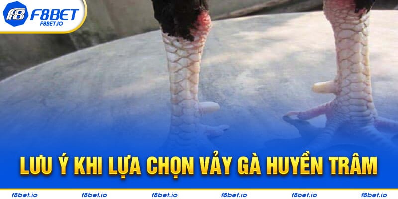 Những lưu ý cho các bạn khi tìm kiếm vảy gà huyền trâm