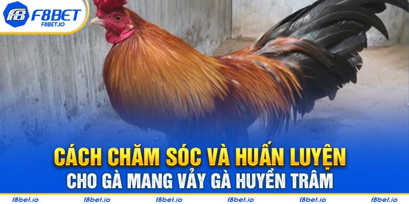 Những cách xem vảy gà huyền trâm dành cho người mới